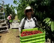 Imported fruit and domestic direct picking business