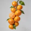 Fresh Sweet Sugar Mandarins