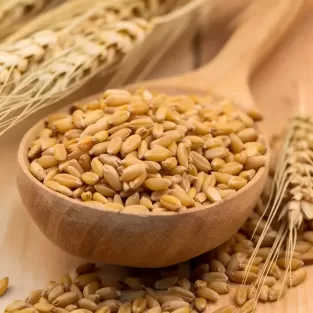 Premium Barley Grains