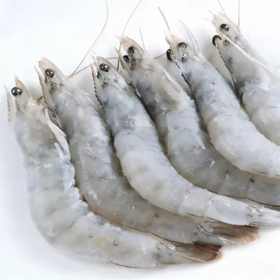 Premium Fresh Shrimp