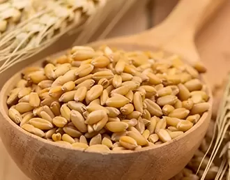 Premium Barley Grains