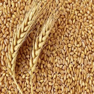 High-Protein Hard Wheat