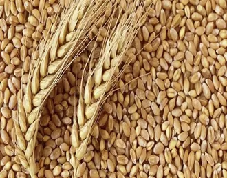 High-Protein Hard Wheat